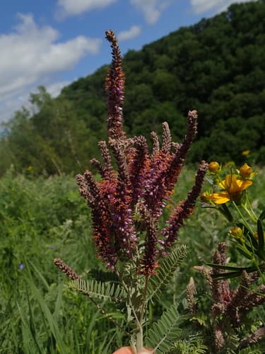 Leadplant
