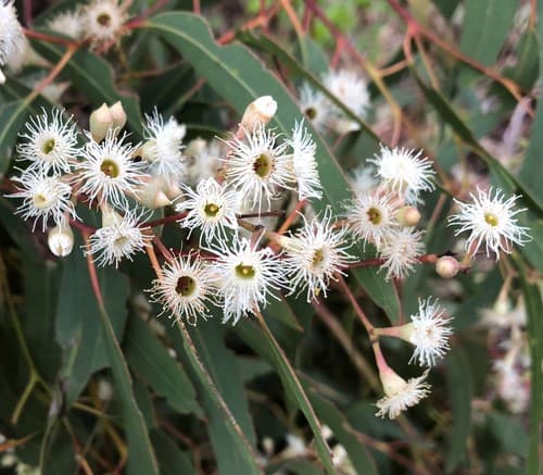 Pink Gum