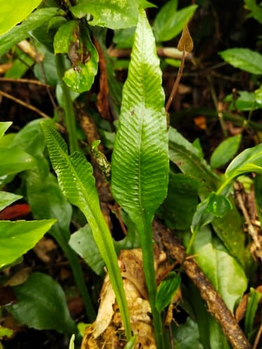 Leptochilus wrightii