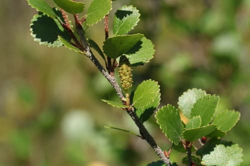 Dwarf Resin Birch