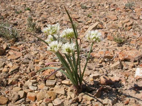 Textile Onion