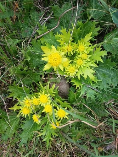 Footsteps of spring