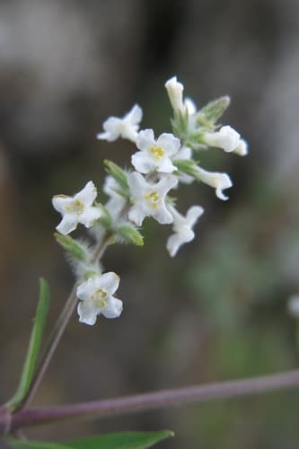 Whitebrush