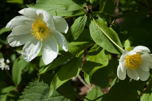 Chinese peony