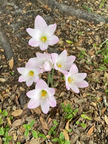 Pink Rain Lily