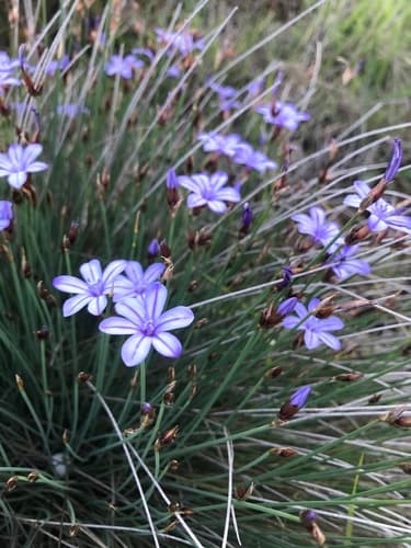 Blue Aphyllanthes
