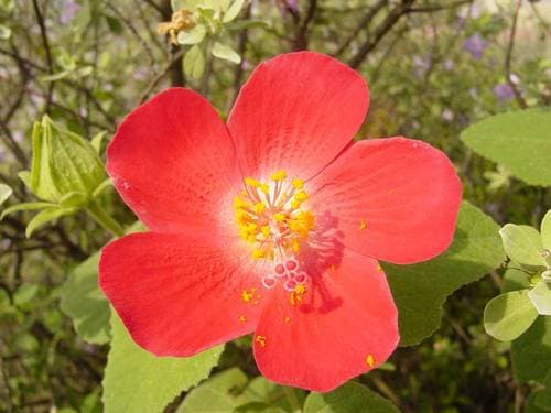Heart Leaf Hibiscus