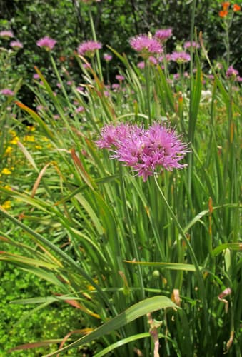 Swamp Onion