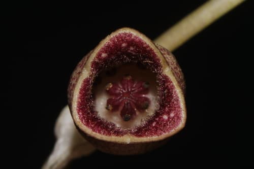 Virginia heartleaf