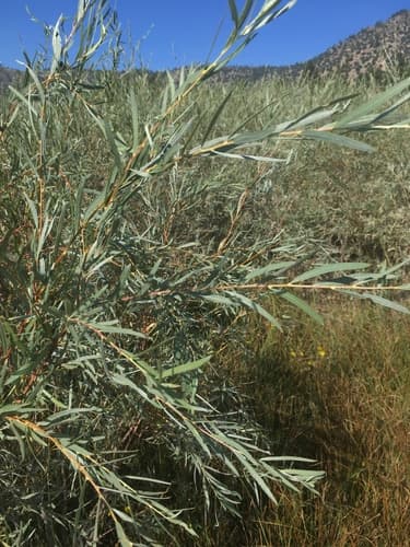 Narrowleaf Willow