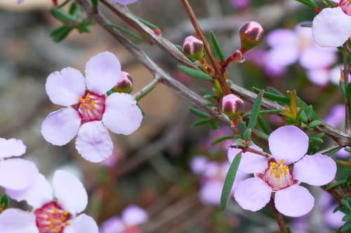 Rosy Heath-myrtle