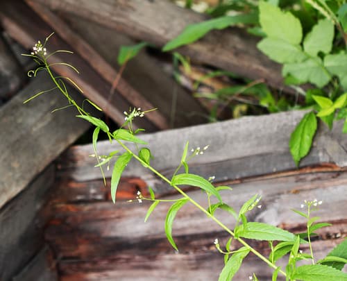 Pendulous rockcress