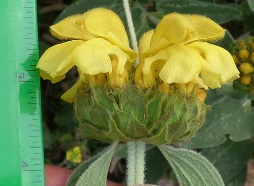 Jerusalem Lampwick