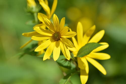 Pale-leaved Woodland Sunflower