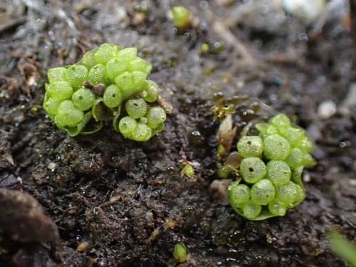 Texas Balloonwort
