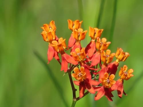 Fewflower Milkweed