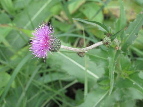 Queen Anne's thistle