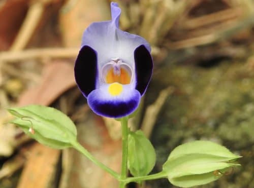 Wishbone Flower