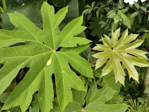 Rice paper plant
