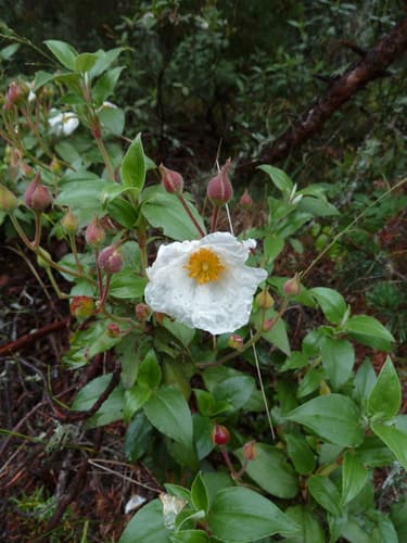 Laurel-leaved Cistus