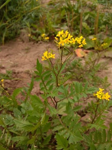 Creeping Yellowcress