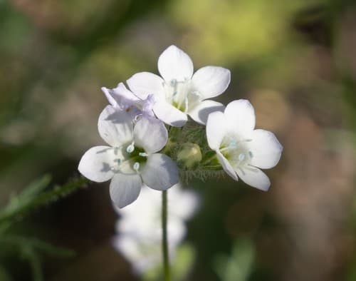 Chaparral Gilia