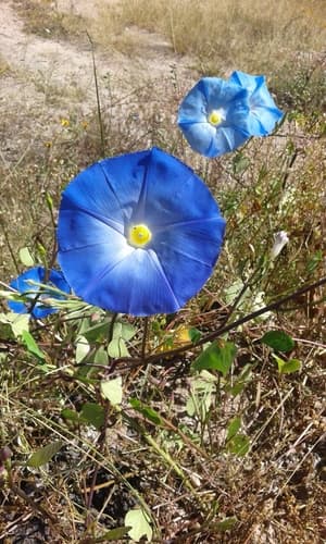Garden Morning Glory