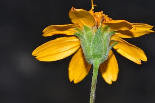 Texas creeping-oxeye