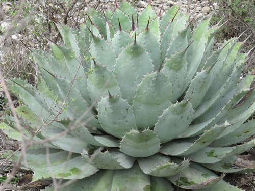 Butterfly Agave