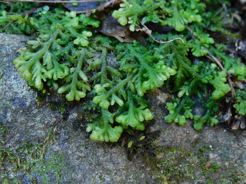 Handsome Woollywort