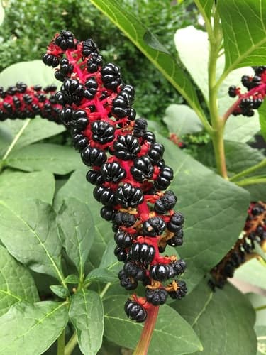 Indian Pokeweed