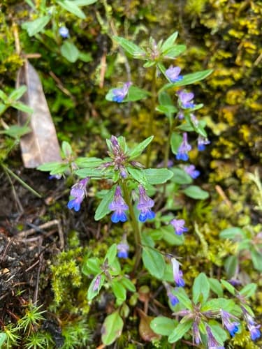 small-flowered blue-eyed mary