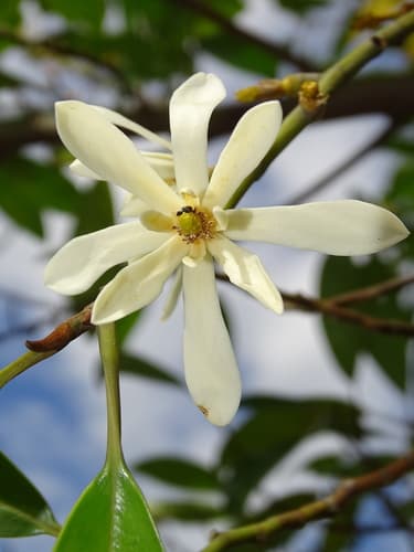 Formosan michelia