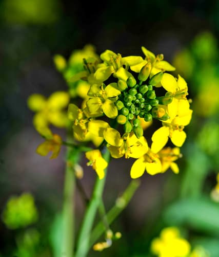 Land Cress Plant