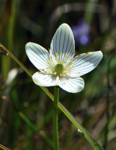 Fen Grass of Parnassus