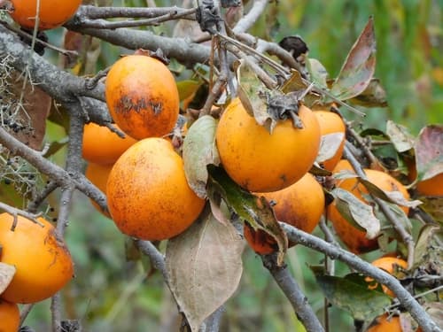 Japanese Persimmon Bonsai