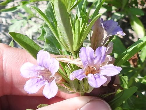 Snakeherb