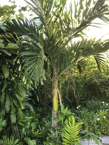 Manila Palm Bonsai