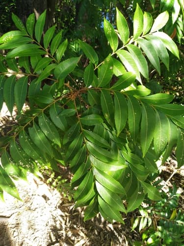 Fern Top