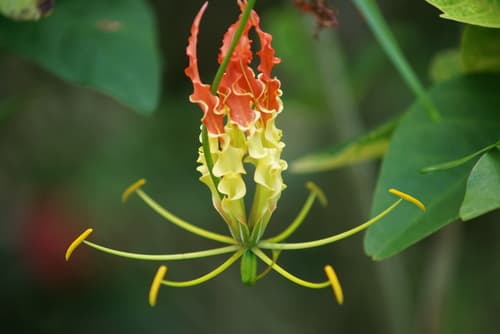 Flame Lily