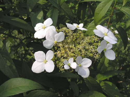 Chinese Hydrangea