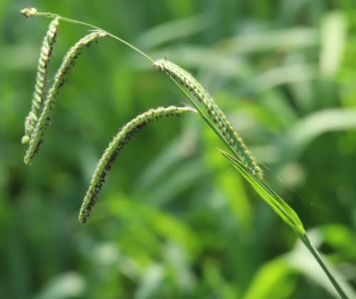 Dallis grass