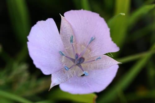 Pink star-tulip