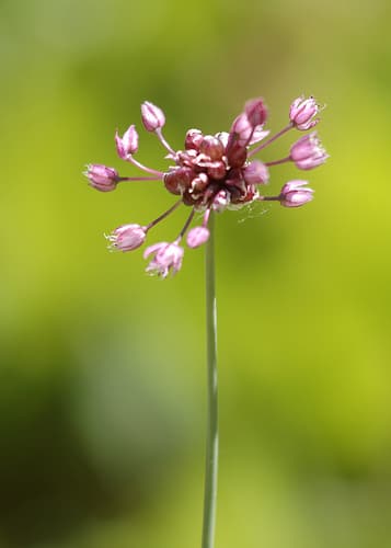 Sand Leek