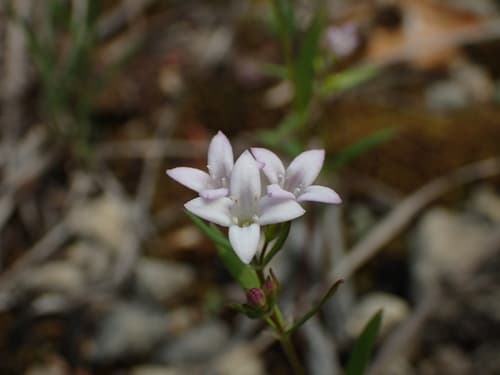 Long-leaved Bluets
