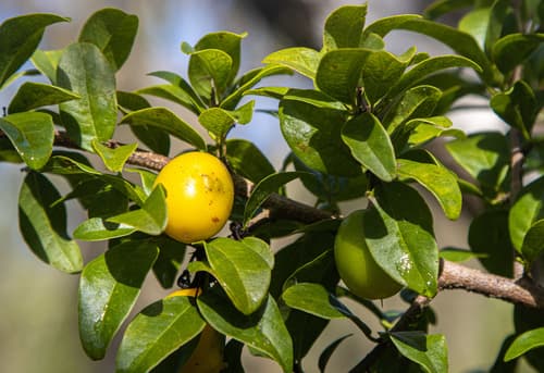 Hog plum