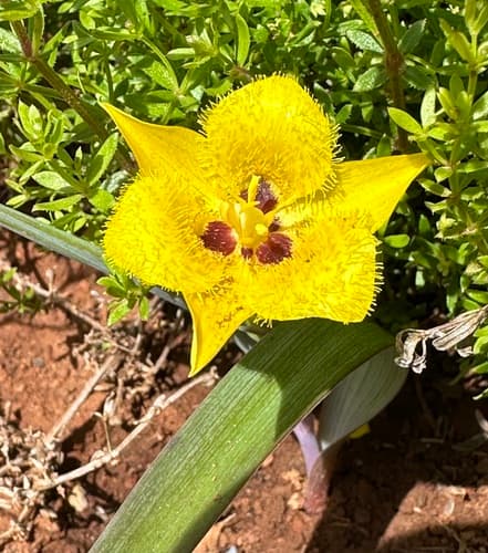 Yellow Star-tulip