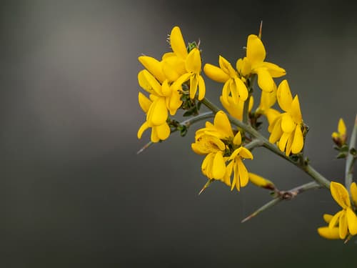 Scorpion Broom