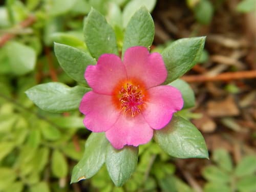 Paraguayan Purslane