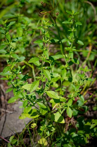 American Pennyroyal